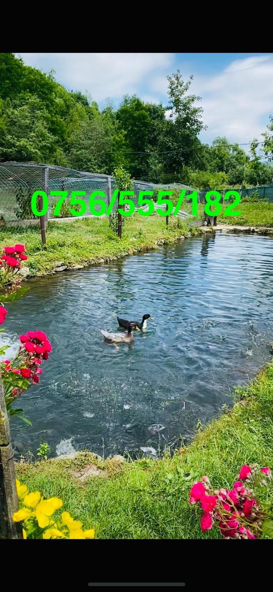 Pensiunea Suci Botiza Exterior foto