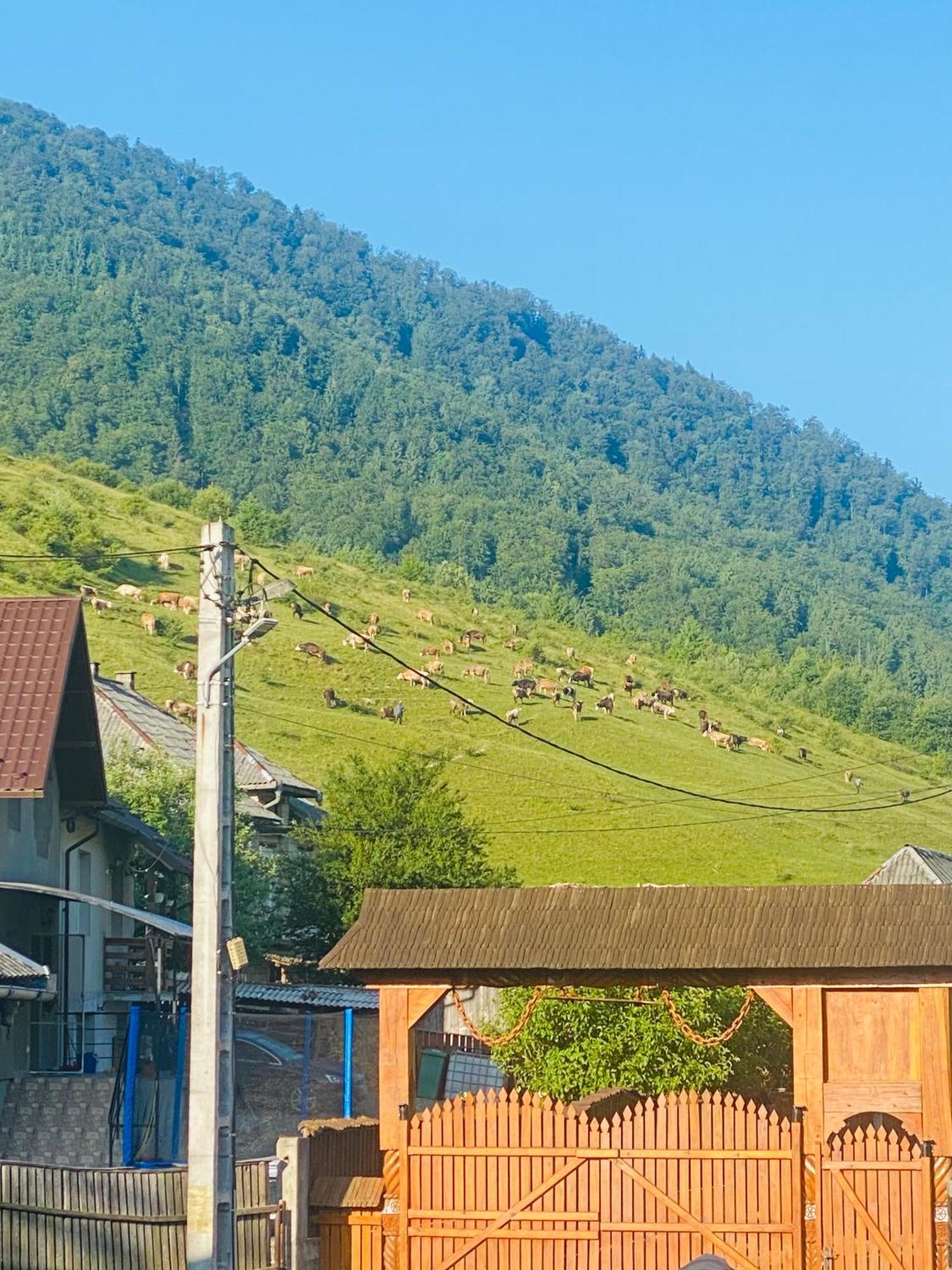 Pensiunea Suci Botiza Exterior foto